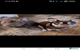 French Bulldog dogs for sale: Our beautiful puppies 😍 - Image 12
