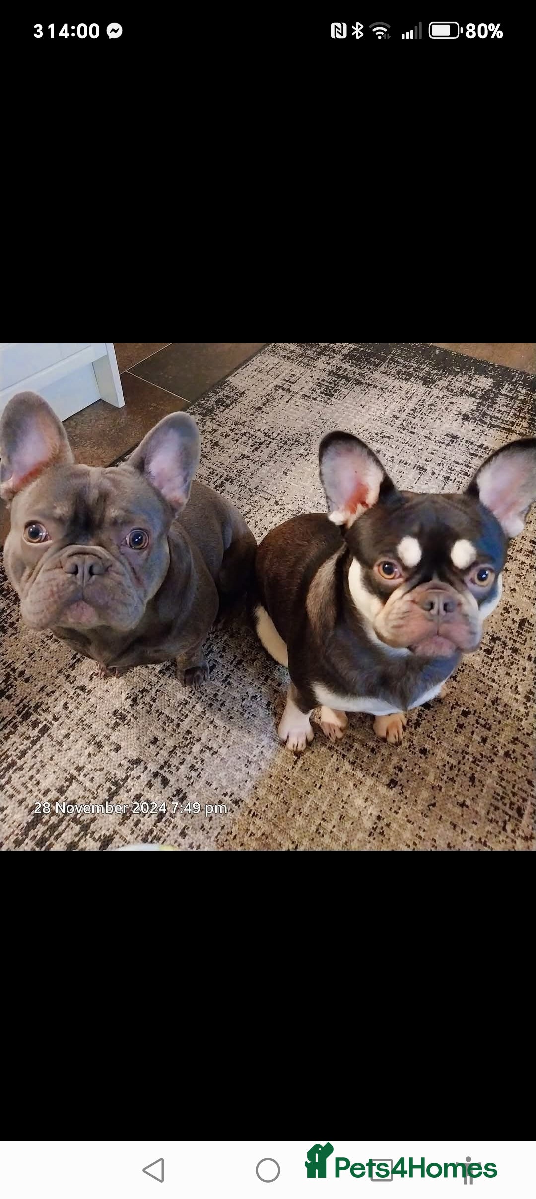 French Bulldog dogs for sale: Our beautiful puppies 😍 - Image 12