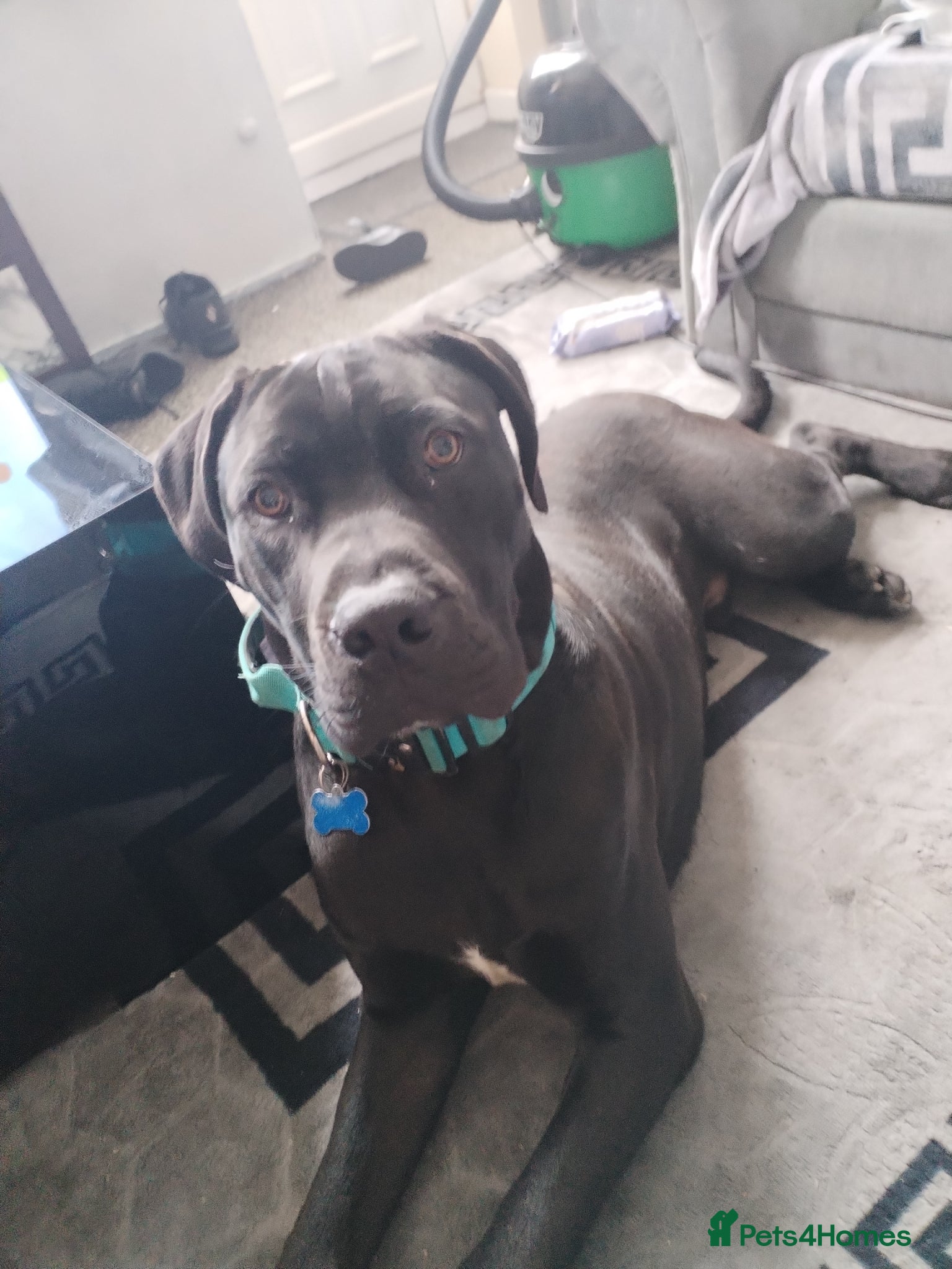 Mixed Breed dogs Cane corso cross Great dane  - Advert 1