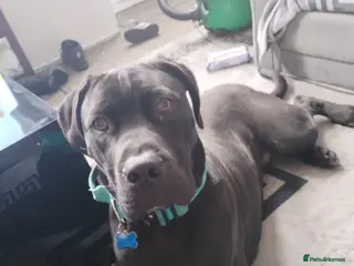 Mixed Breed dogs Cane corso cross Great dane - Advert 16