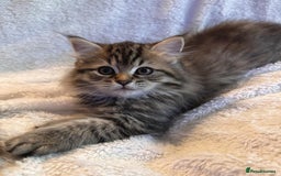 Siberian cats for sale: ❤️ 5 super friendly Siberian mix kittens ❤️ - Image 4