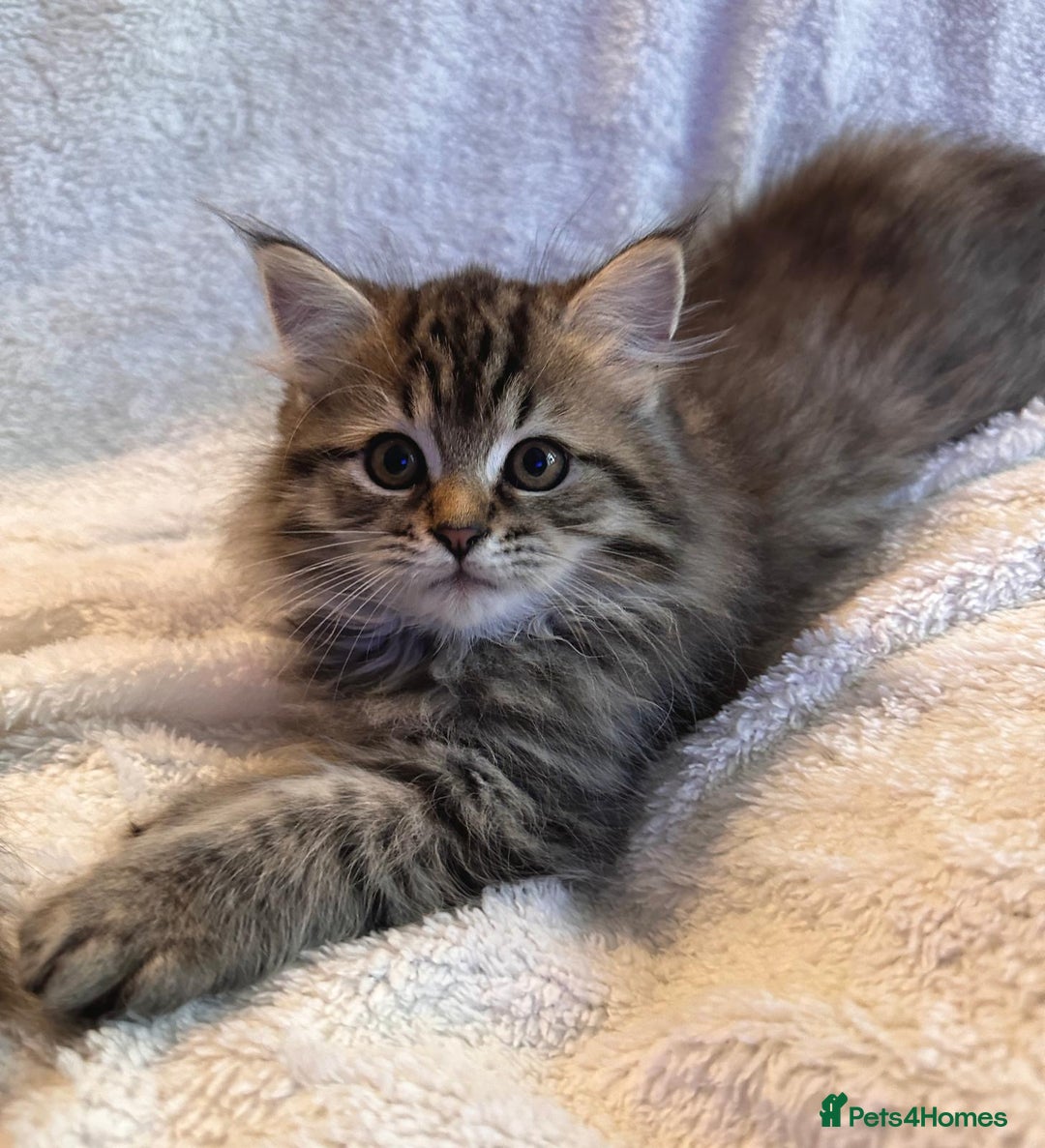 Siberian cats for sale: ❤️ 5 super friendly Siberian mix kittens ❤️ - Image 4