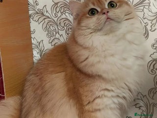 British Longhair cats for sale: 4 beautiful kittens - Advert 1