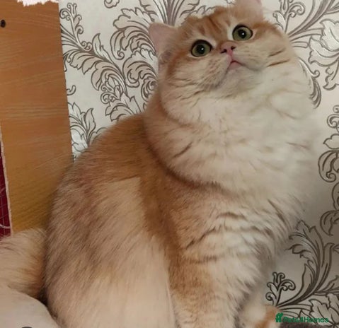 British Longhair cats 4 beautiful kittens - Advert 10