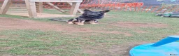 German Shepherd dogs for sale: Beautiful 6 month female german shepherd puppy in Witney - Advert 1