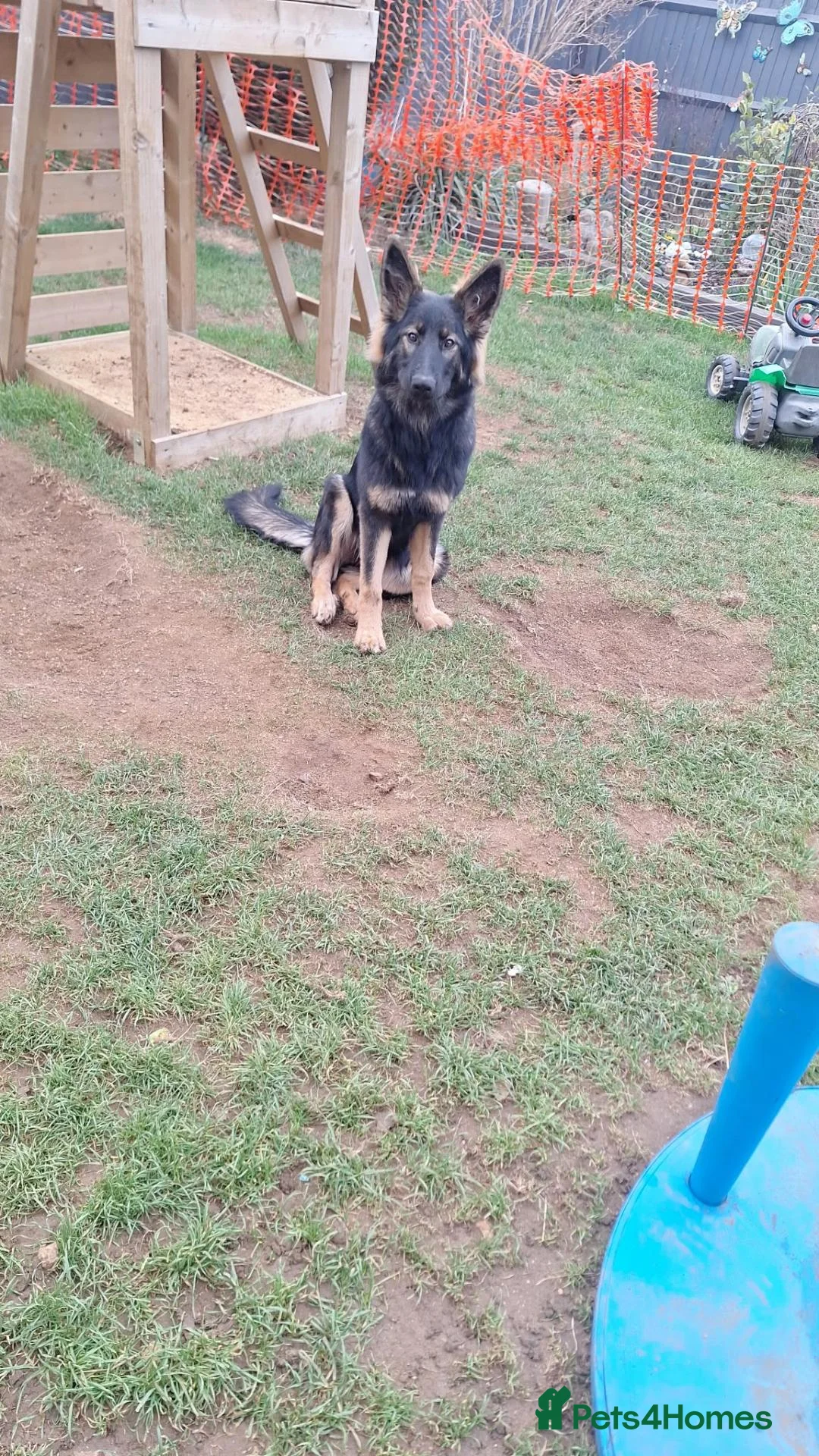 German Shepherd dogs for sale: Beautiful 6 month female german shepherd puppy in Witney - Advert 1
