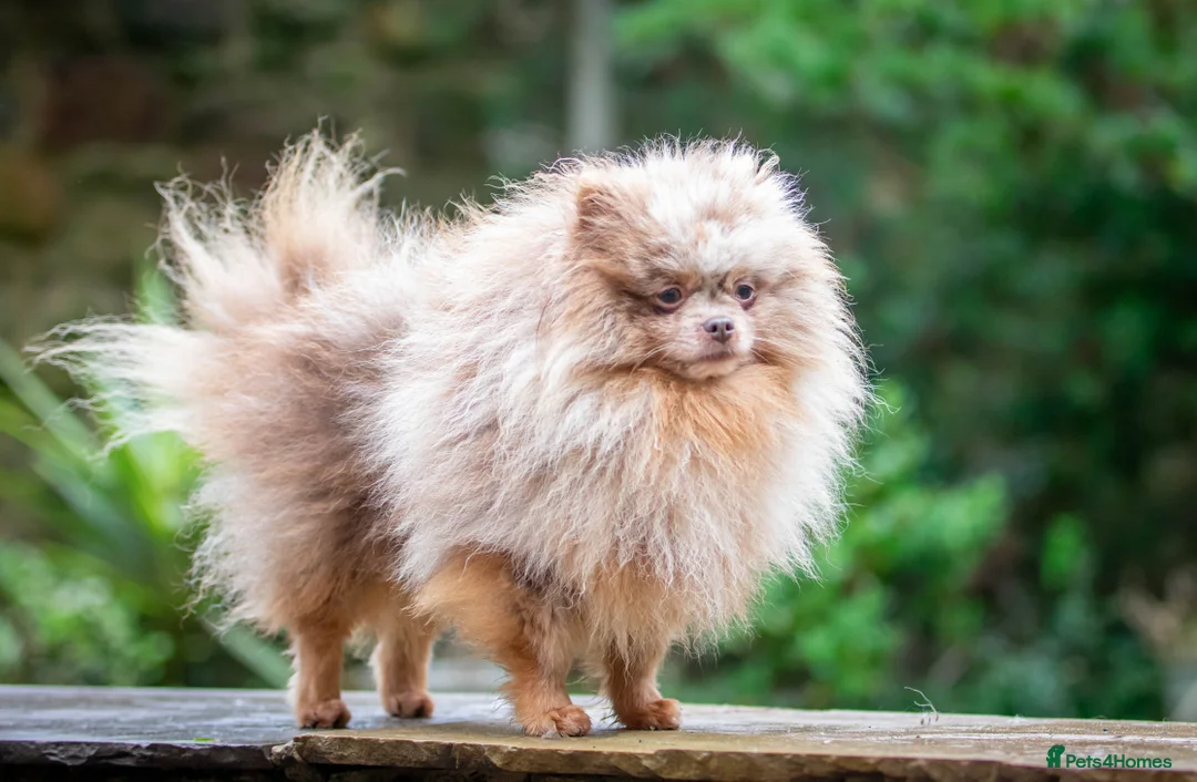 Pomeranian dogs for stud: Lilac Tan Merle Stud Boy kc in Pontefract - Advert 18