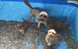 Cockapoo dogs for sale: ADORABLE SMALL MINIATURE F1B COCKAPOO PUPPIES - Image 17