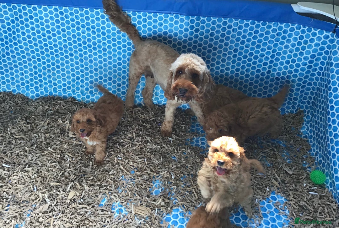 Cockapoo dogs for sale: ADORABLE SMALL MINIATURE F1B COCKAPOO PUPPIES - Image 17