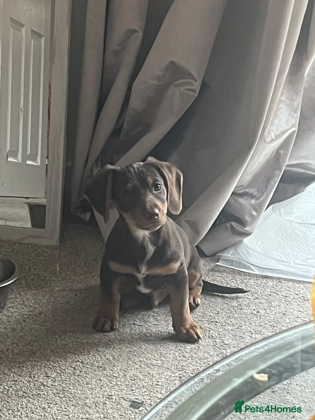 Miniature Dachshund dogs for sale: Male miniature dachshund  in Aldershot - Advert 2