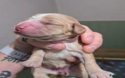 Cocker Spaniel dogs for sale: Cocker spaniel pups - Image 5