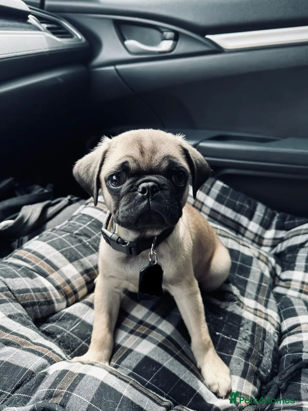 Pug dogs for sale: 6 month old female pug x - Advert 3