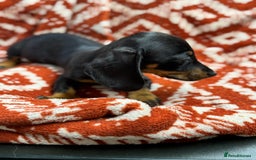 Miniature Dachshund dogs for sale: Miniature dachshund - Image 8