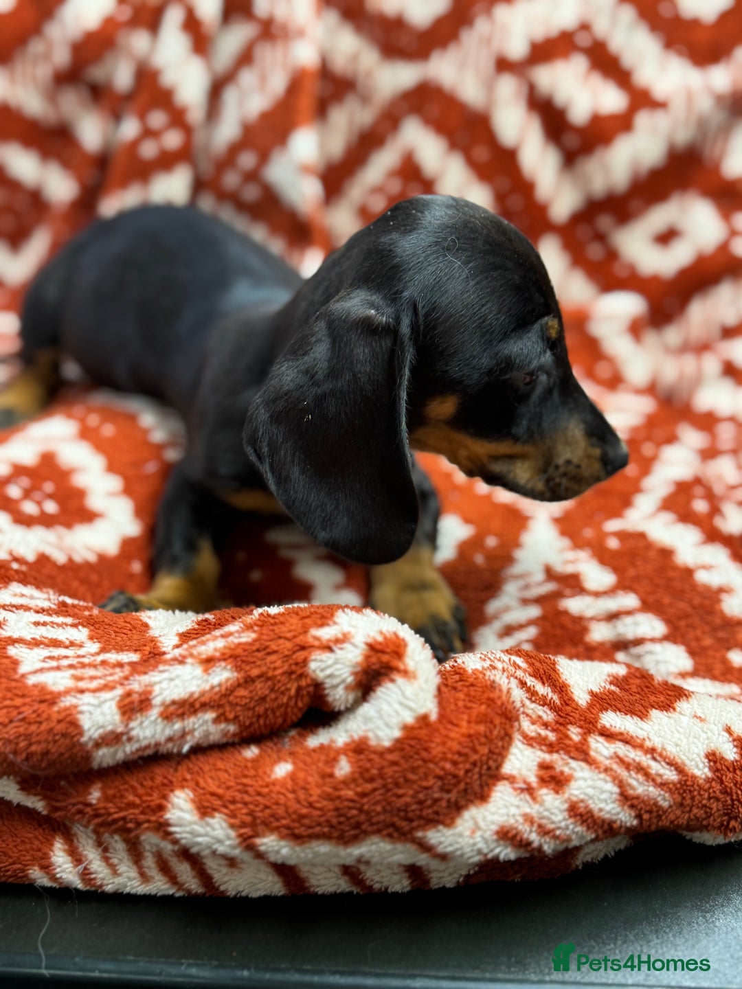 Miniature Dachshund dogs for sale: Miniature dachshund - Image 8
