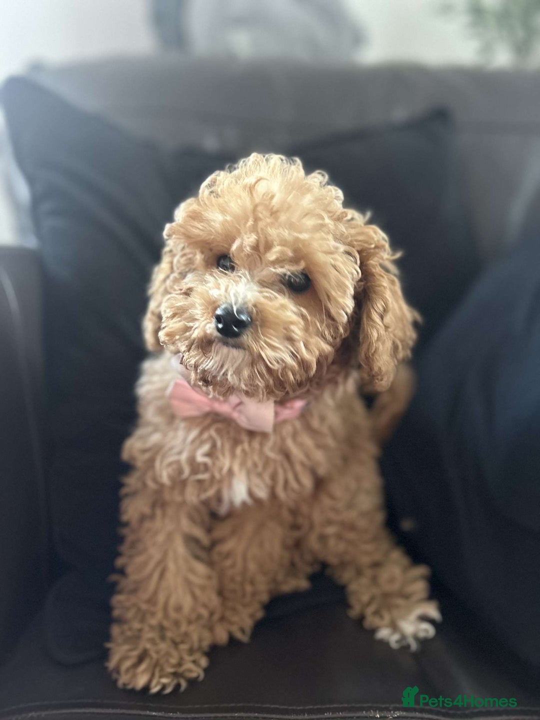 Cavapoo dogs for sale: Cavapoo puppies - Image 3