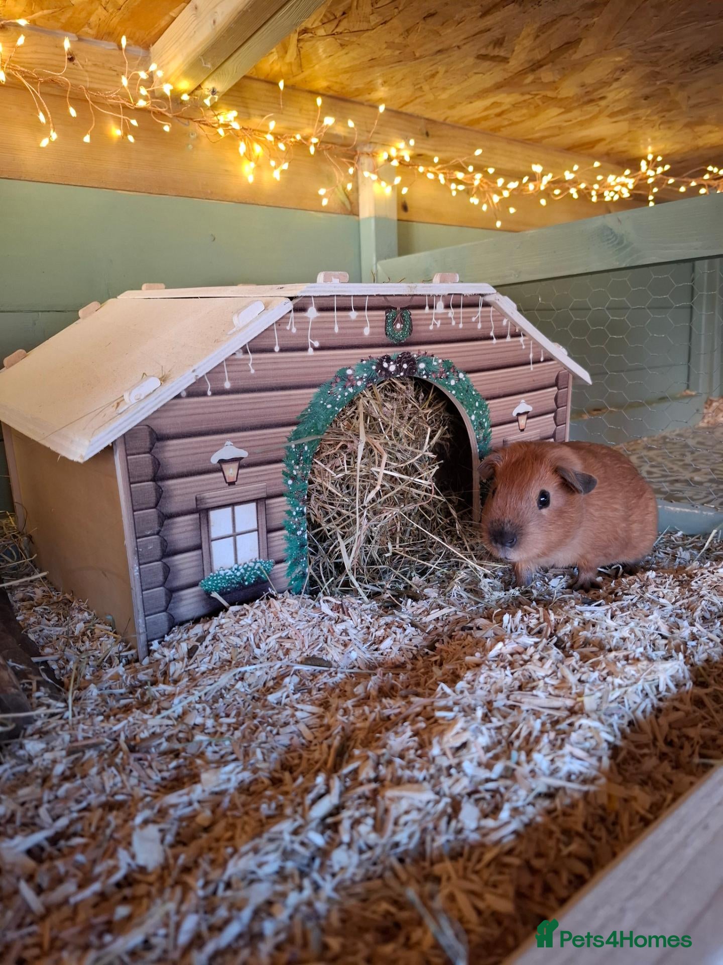 Guinea Pig rodents cali boar & teddy boar baby Guinea Pigs - Advert 6