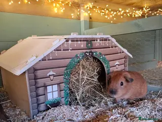 Guinea Pig rodents cali boar & teddy boar baby Guinea Pigs - Advert 6