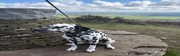 Dalmatian dogs for stud: Dalmatian for stud in Dundee - Advert 2