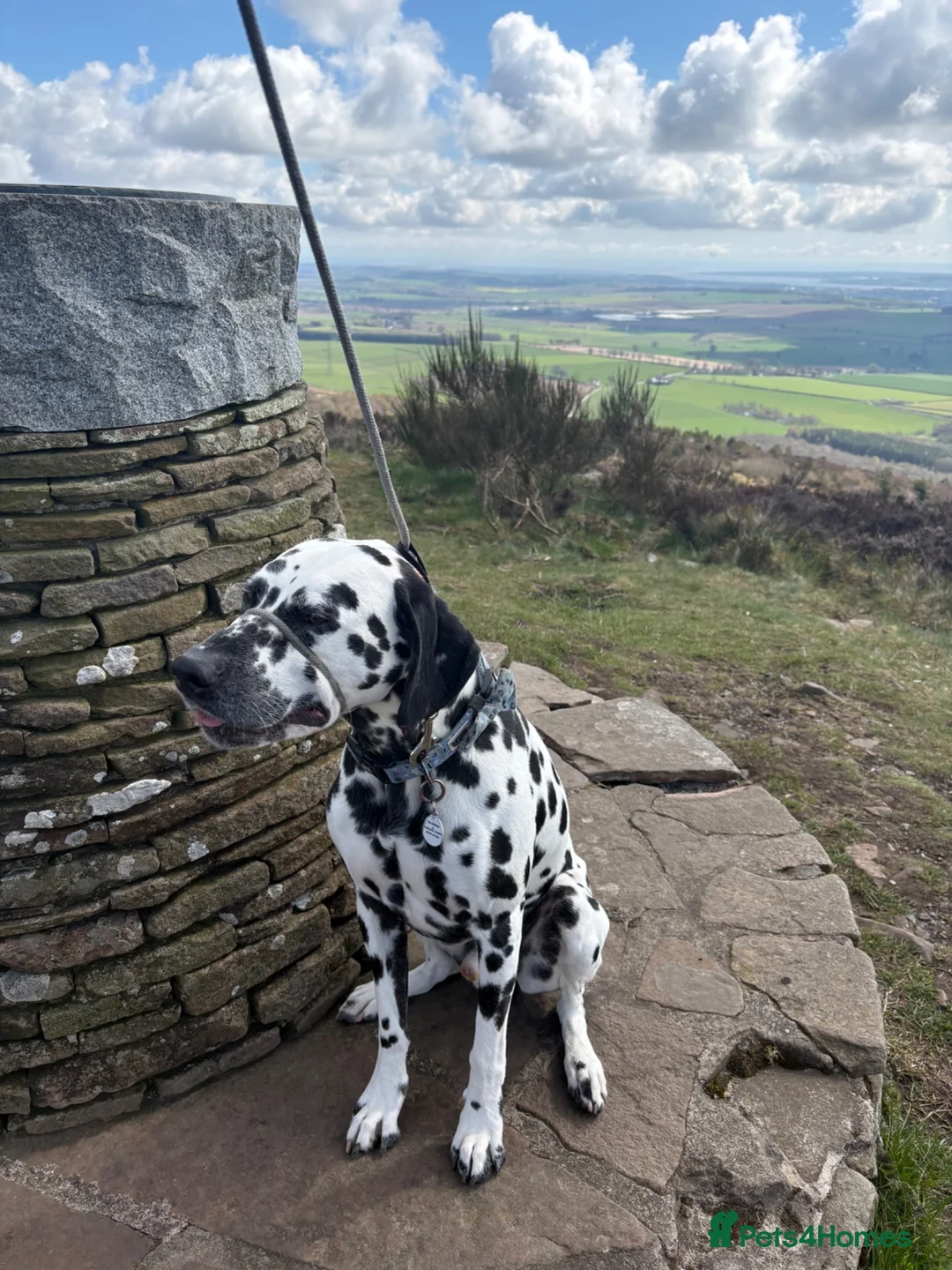 Dalmatian dogs for stud: Dalmatian for stud in Dundee - Advert 2