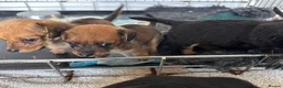 Mixed Breed dogs for sale: dach x chi x shitz pups available 5* homes - Advert 3