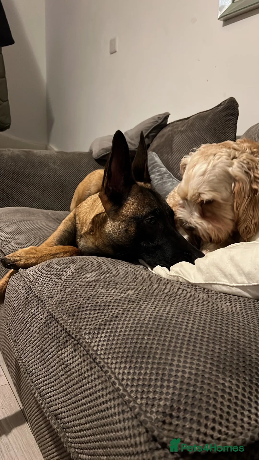 Belgian Shepherd Dog dogs for sale: Belgian malanois  - Advert 2