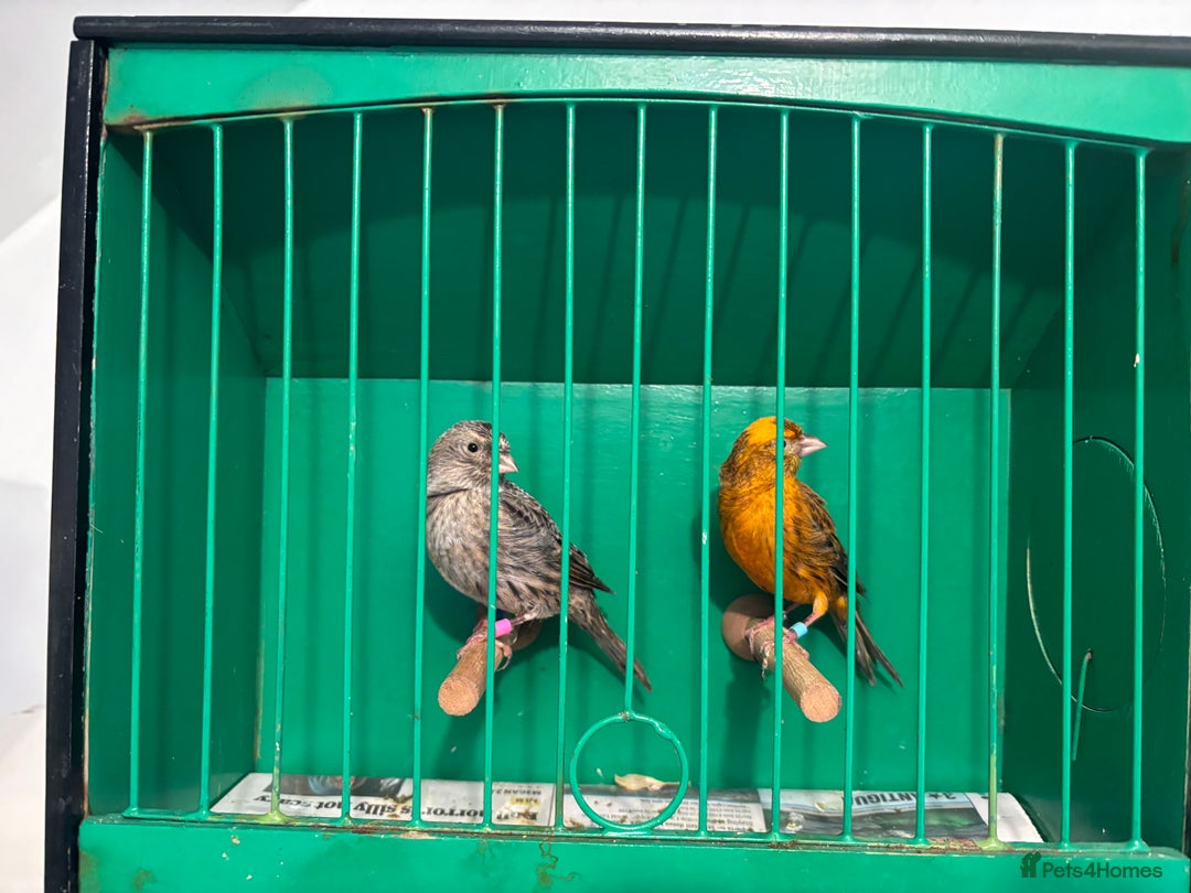 Canaries birds for sale: Lizard canaries  - Advert 6