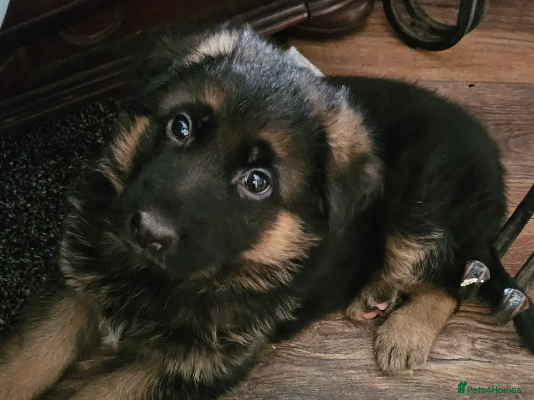 German Shepherd dogs for sale: German shepherd puppies - Advert 9