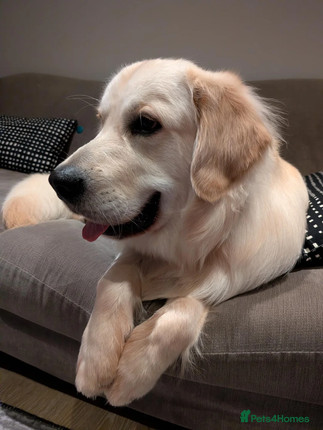 Golden Retriever dogs for sale: Handsome Nelson - Advert 3