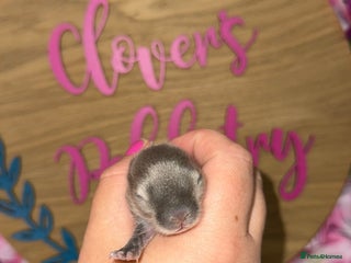 Netherland Dwarf rabbits Tiny Pedigree Netherland dwarfs available Girls in Sandbach - Advert 1