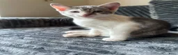 Mixed Breed cats for sale: Beautiful Playful Kittens Ready Now in Honiton - Advert 15
