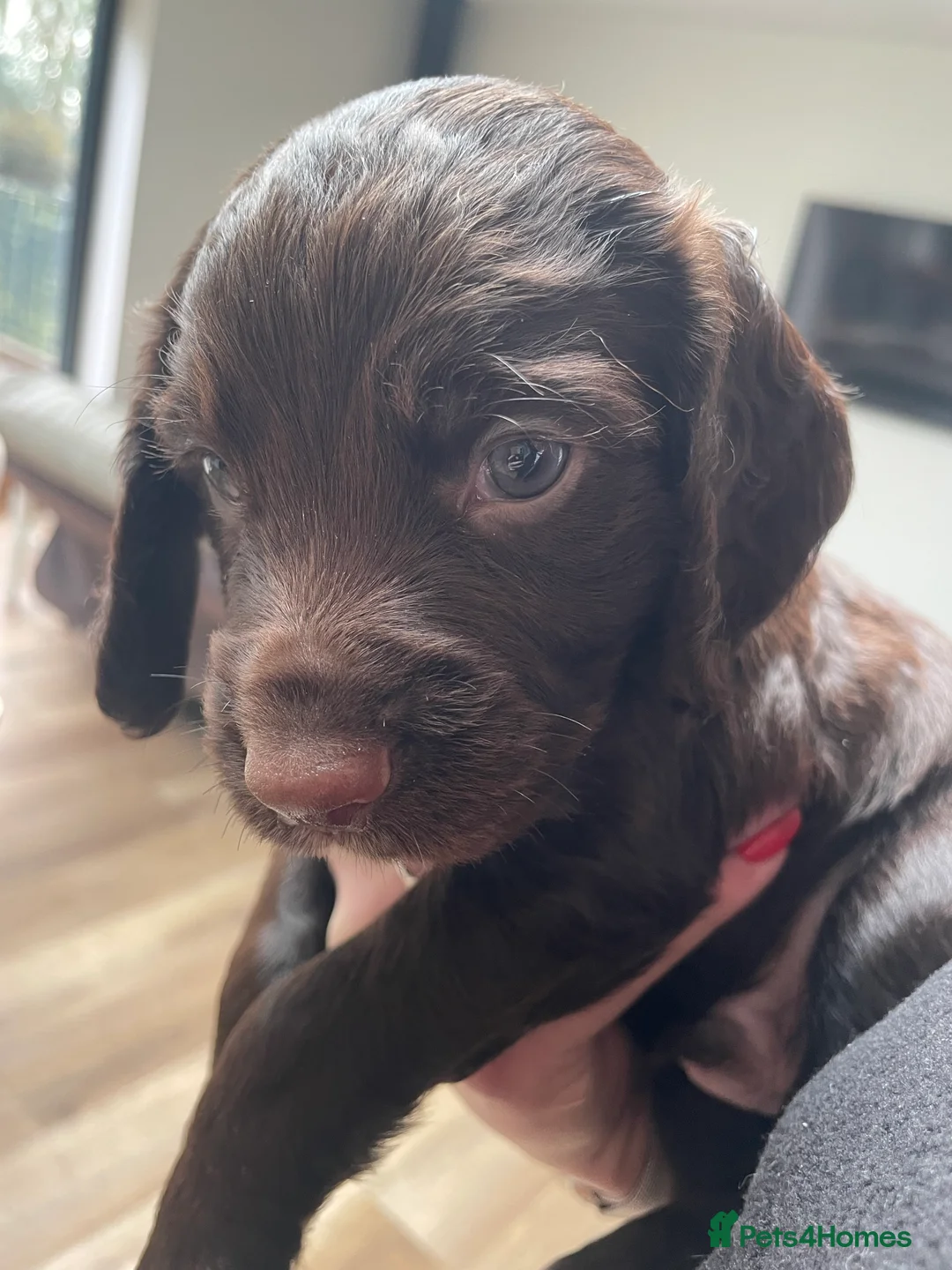 Cocker Spaniel dogs for sale: Working cocker spaniel puppies - Advert 3