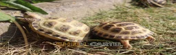 Tortoise reptiles for sale: Horsfield Hatchlings & Set Ups!! - Advert 10