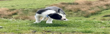 Border Collie Puppy 1