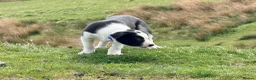 Border Collie dogs for sale: Beautiful Border Collie pups for sale  - Advert 3