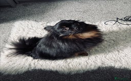 Pomeranian dogs for sale: 1.5 year old female Russian Pomeranian  - Image 3