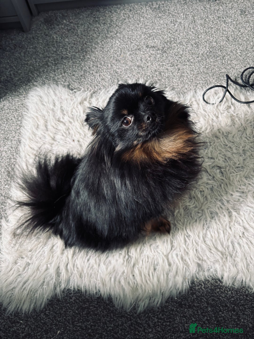 Pomeranian dogs for sale: 1.5 year old female Russian Pomeranian  - Image 3