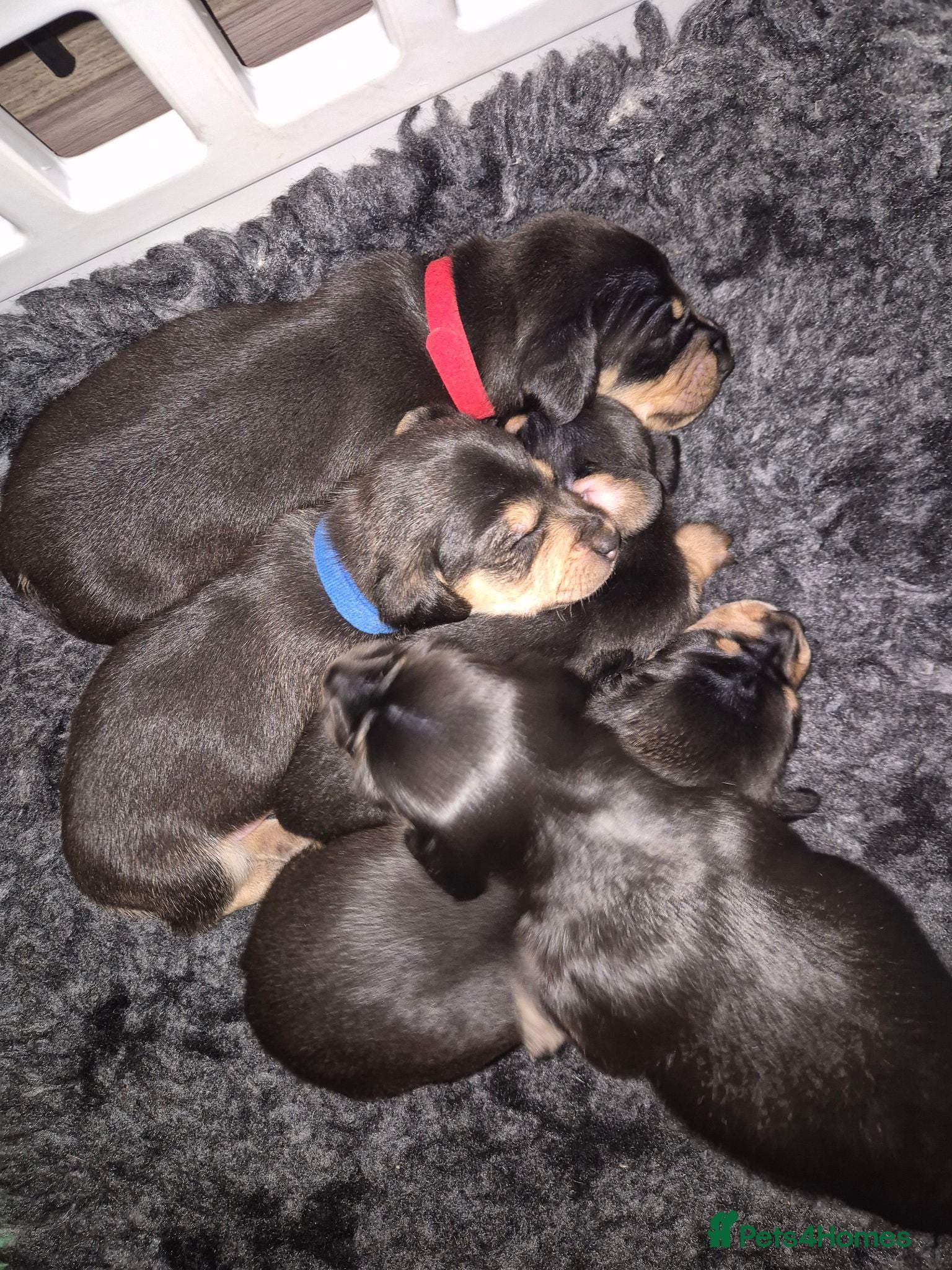 Miniature Dachshund dogs Beautiful miniature dachshunds for sale  - Advert 13