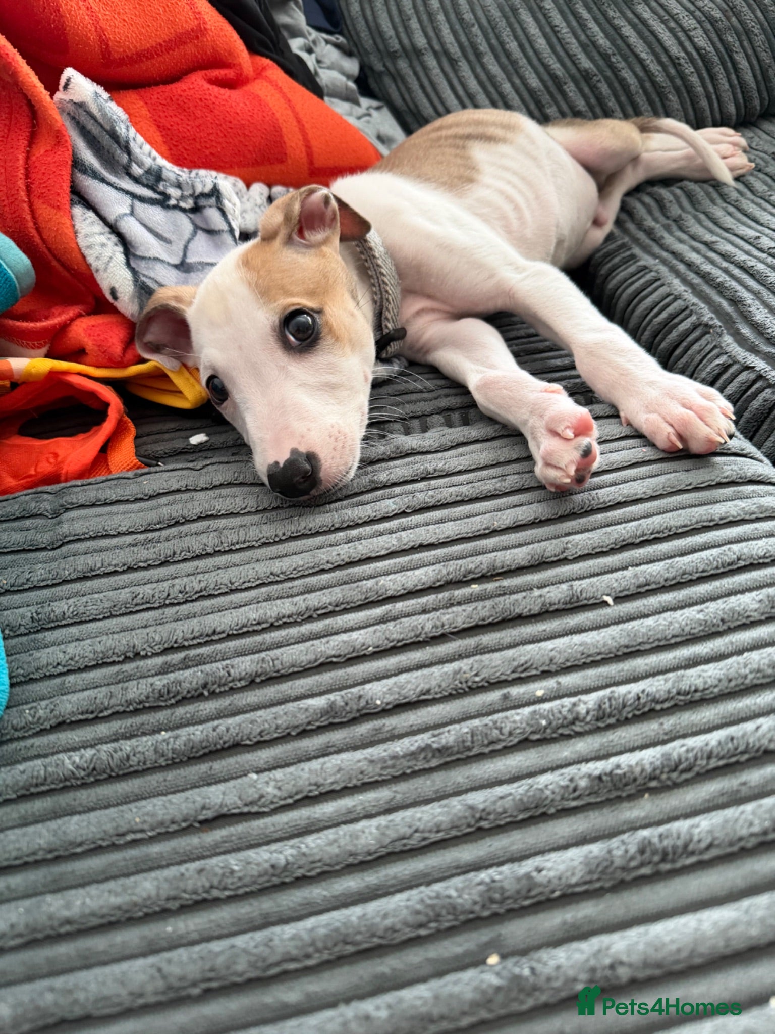Lurcher dogs Lurcher puppy - Advert 6