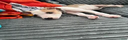 Lurcher dogs for sale: Lurcher puppy in Preston - Advert 1