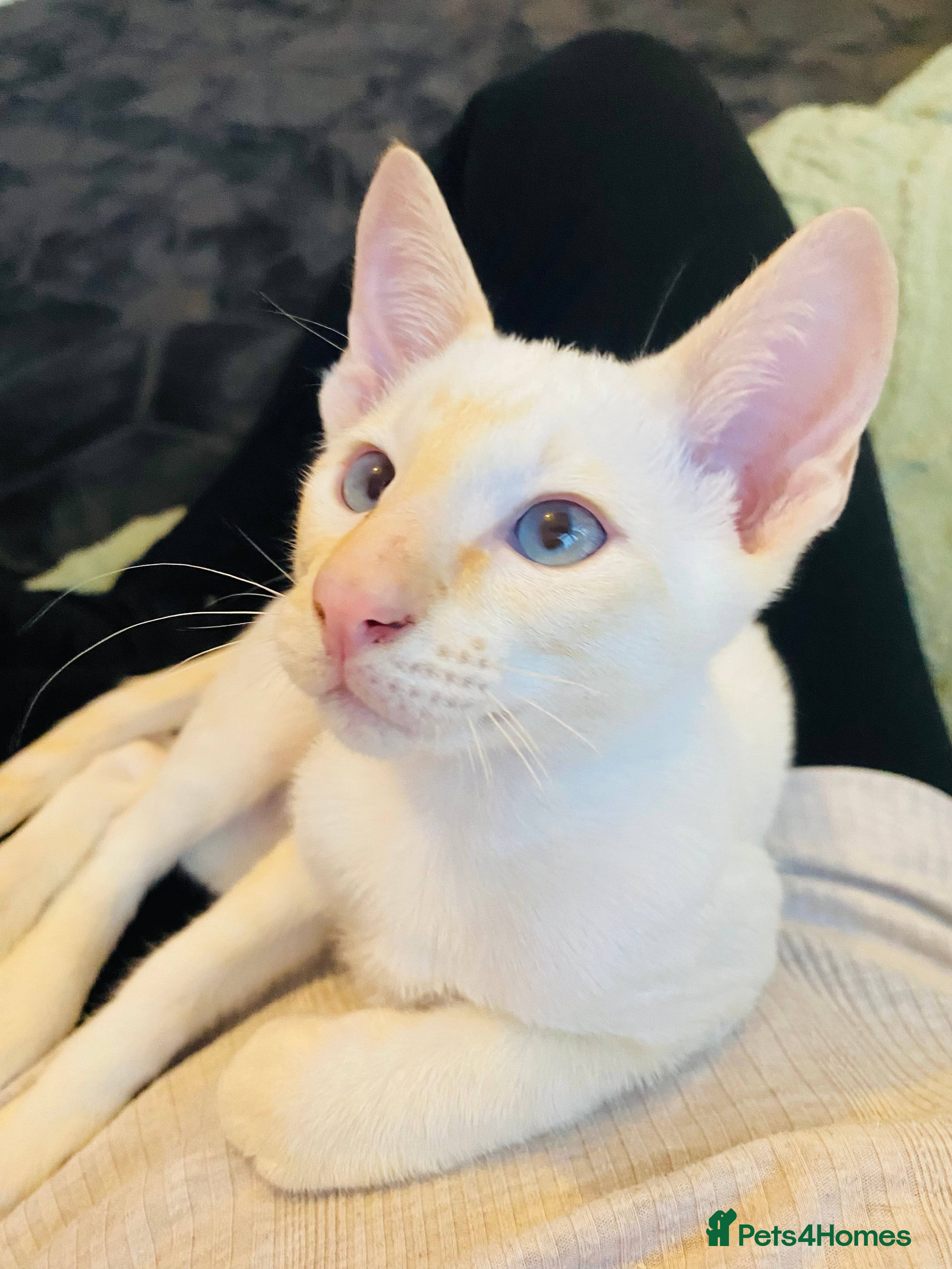 Siamese cats  Flame point Siamese kittens  - Advert 2