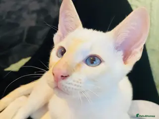 Siamese cats Flame point Siamese kittens - Advert 2