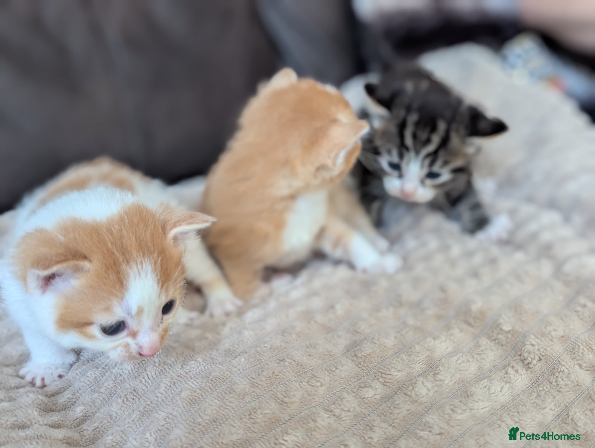 Mixed Breed cats Ginger kittens, torti and tabby - Advert 1