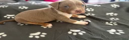 Mixed Breed dogs for sale: 🐶✨ Stunning American Bully Cross Puppies ✨🐶 in Bromley - Advert 8