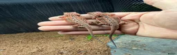Bearded Dragon reptiles for sale: 100% Baby Red Monster Bearded Dragons - Advert 4