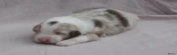 Australian Shepherd dogs for sale: Australian Shepherd Puppies - Advert 5