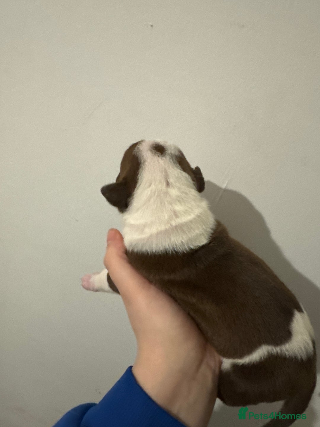 Mixed Breed dogs for sale: Standard bully cross breed - Advert 12