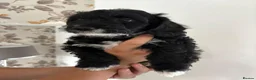 Yorkiepoo dogs for sale: Gorgeous YORKIEPOO puppys - Advert 17