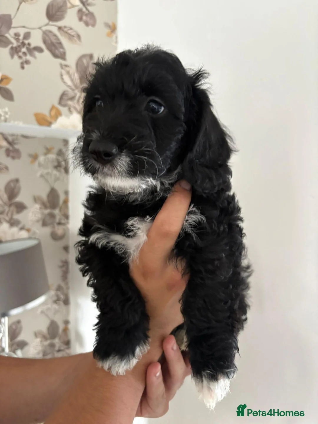 Yorkiepoo dogs for sale: Gorgeous YORKIEPOO puppys - Advert 17