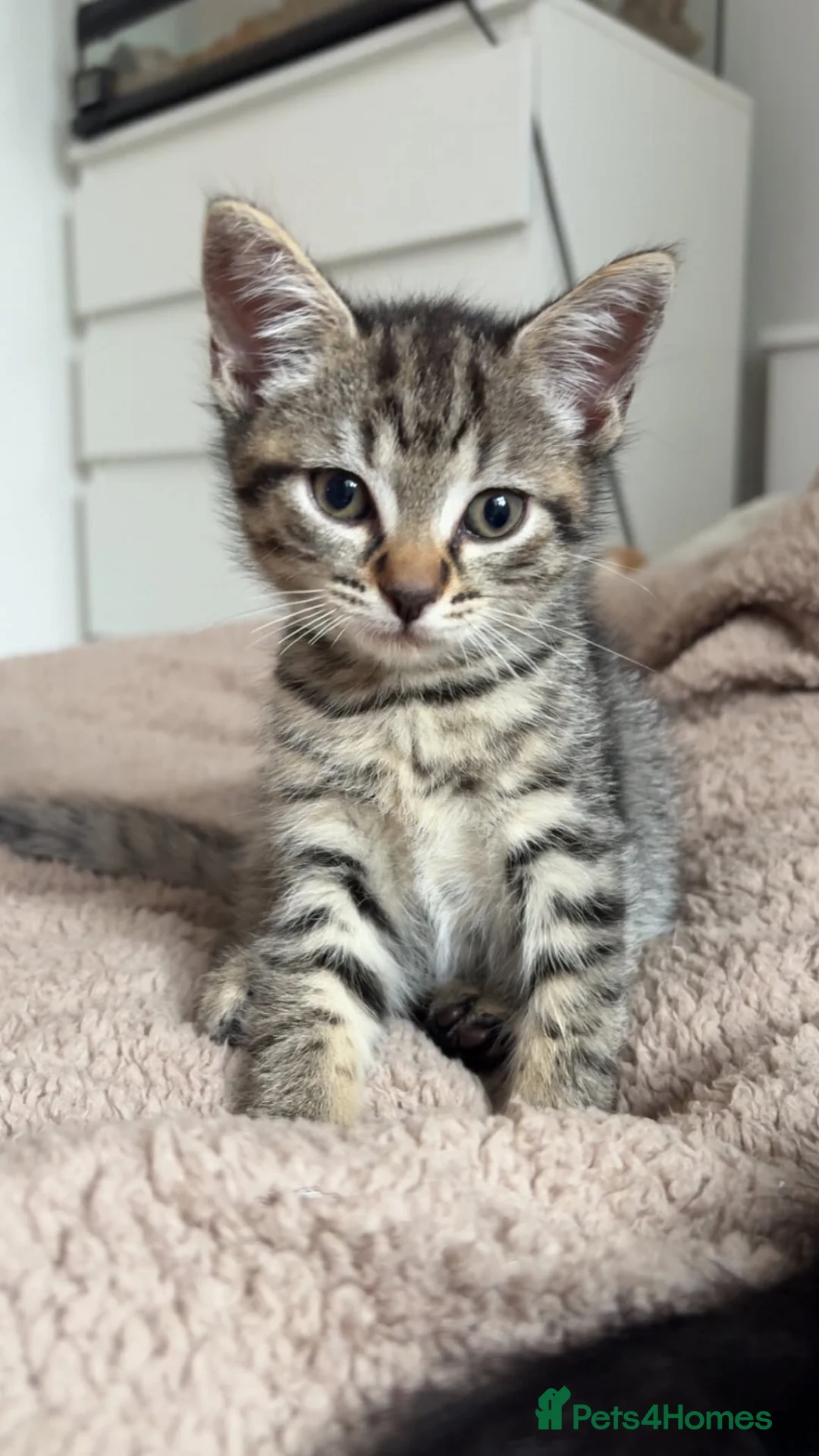 Mixed Breed cats for sale: Kittens for sale! - Advert 2