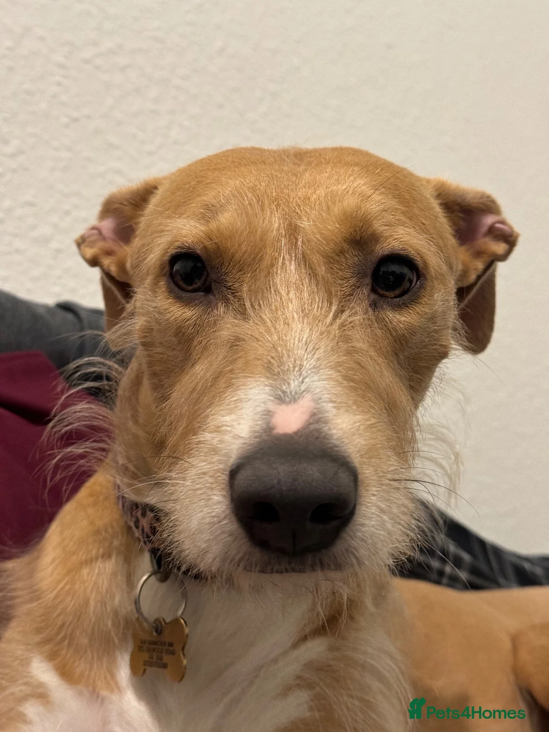 Lurcher dogs for sale: Mable - Advert 1